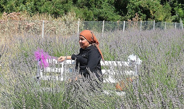 Kemer'de lavanta hasadı