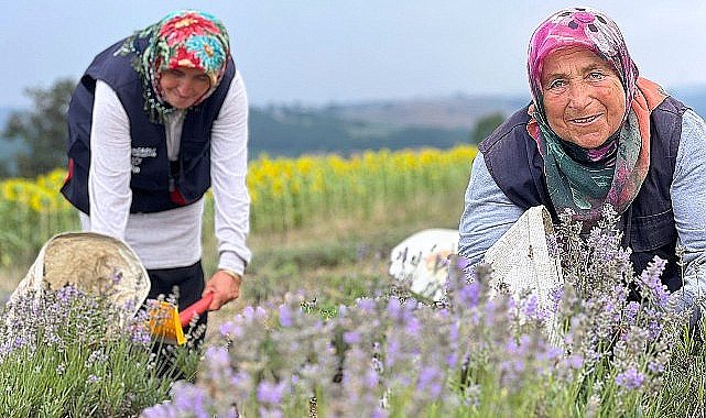Kocaeli'de mor tarlalarda lavanta hasadı başladı