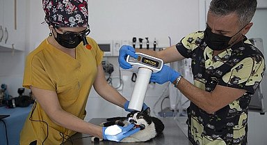 Konak'ta bir ilk: Kedilere diş çekimi