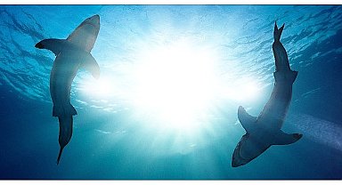 'Köpekbalığı Saldırıları: 360 Derece' 21 Temmuz Pazar 20.00'de İki Bölüm Birden National Geographic WILD Ekranlarında!