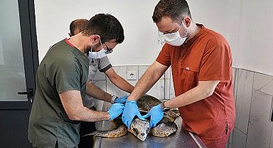 Körfez'deki yaralı Caretta carettaya yardım eli