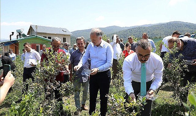 Mavi Yemişte Hasat Başladı