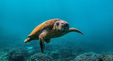 National Geographic NOW Seç-İzle Servisi Temmuz Ayında 'Okyanuslar' Temasıyla Dopdolu İçerikler Sunuyor