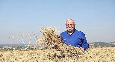 Nilüfer'de yerel tohumdan üretilen buğday hasadı başladı