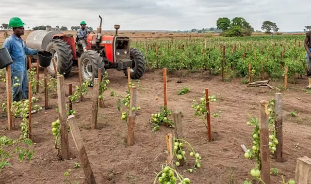 OECD & FAO: Gelişmekte olan ekonomiler tarım piyasalarını yönlendirmeye devam edecek