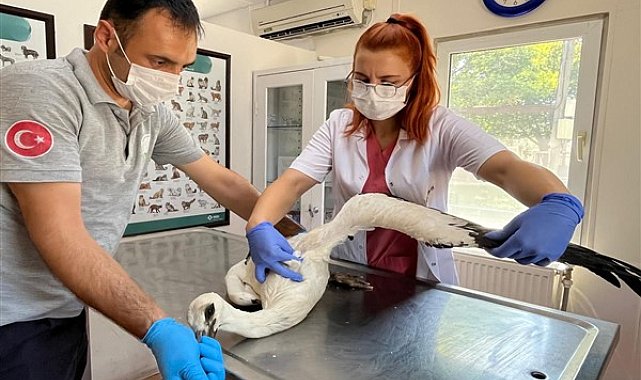 Osmangazi Belediyesi ekipleri yaralı leyleği tedavi etti