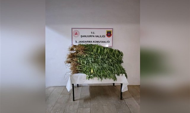 Şanlıurfa’da 418 kök kenevir bitkisi ele geçirildi