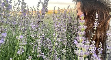 Seferihisar'da lavanta hasadı zamanı