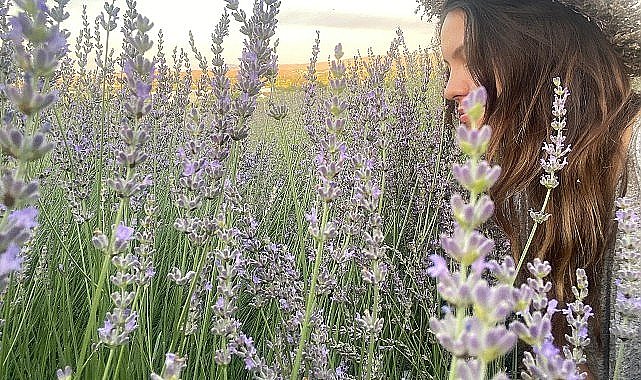 Seferihisar'da lavanta hasadı zamanı