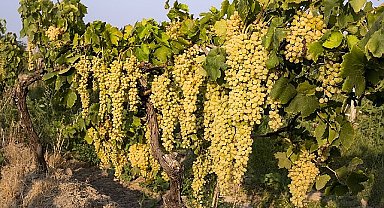 Sultani çekirdeksiz sofralık üzüm 25 Temmuz'da ihracat yolcusu