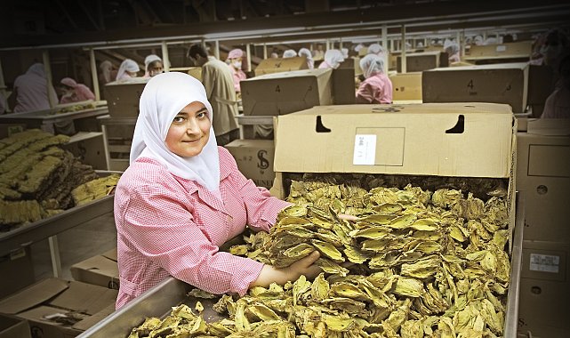 Tütün sektöründen 6 ayda 451 milyon dolarlık ihracat
