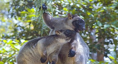 'Ağaç Kanguruları: Ormanın Hayaletleri' 16 Ağustos Cuma 20.00'de National Geographic WILD Ekranlarında!