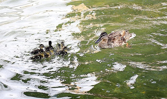 Ankara'nın simgelerinden Kuğulu Park'ta 8 yavru ördek daha suyla buluştu