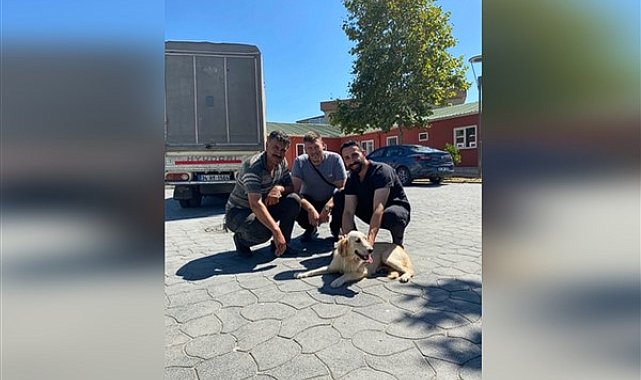 Bakırköy Belediyesi, 2 sokak hayvanını sahiplendirdi