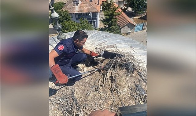 Balıkesir'deki yaralı leylek kurtarıldı