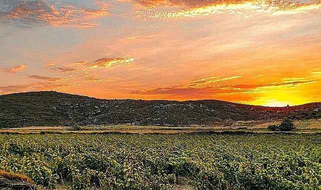 Bir Başka Avşa: Ada Karası Üzüm Hasadı ve Etkinlikleri