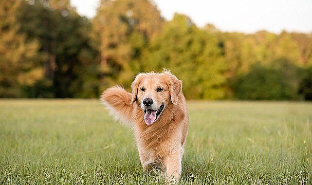 Boehringer Ingelheim'dan Köpeklerin Her Yaş Döneminde Sağlık ve Mutlulukları İçin Bilgilendirme: “İnsanlar gibi köpeklerin de ihtiyaçları yaşlarına göre değişiyor