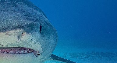 Dünyanın En Büyük Kaplan Köpekbalıklarını Araştıran 'En Büyük Köpekbalıkları' 10 Ağustos Cumartesi 20.00'de National Geographic WILD Ekranlarında!