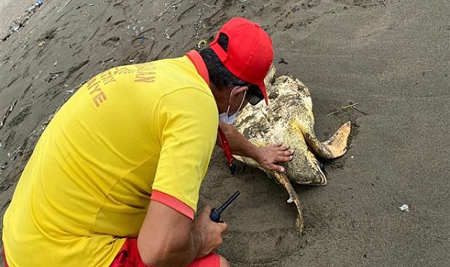 Hatay'da yaralı caretta caretta kurtarıldı