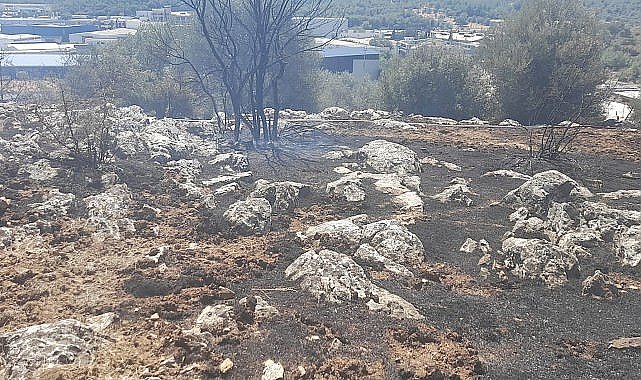 İzmir'de yangın fabrikalara ulaşmadan kontrol altına alındı