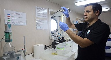 İzmit Körfezi'nde deniz ekosistemi hayat buluyor