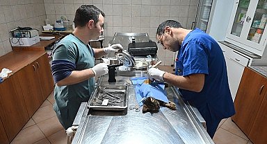 Kemer'de Temmuz ayında 175 hayvan kısırlaştırıldı