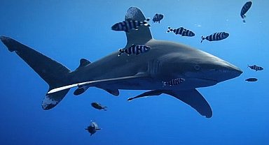 'Kızıldeniz'deki Köpekbalığı Saldırıları' 17 Ağustos Cumartesi 20.00'de National Geographic WILD Ekranlarında!