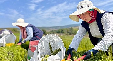 Kocaeli'de biberiye hasadı başladı