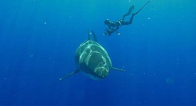 Köpekbalığı Videolarının Ardındaki Gerçekleri Ortaya Çıkaran 'Popüler Köpekbalıkları' 3 Ağustos Cumartesi 20.00'de National Geographic WILD Ekranlarında