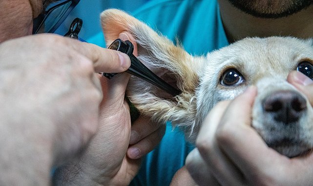 Mobil veteriner kliniği olan VETBÜS, 20 ilçede hizmet verecek