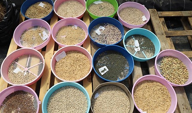 Muğla’da yerel tohum dağıtımı için hazırlıklar başladı