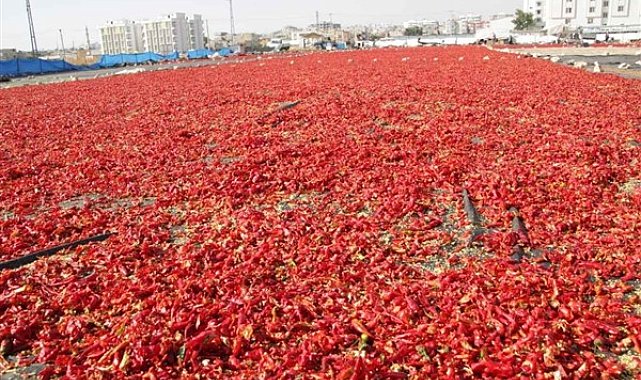 Şanlıurfa’da sıkça tüketilen acı biberin çeşitli hastalıklardan koruduğu ortaya çıktı