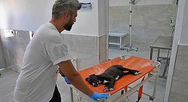 Sokak hayvanları bu hastanede şifa buluyor