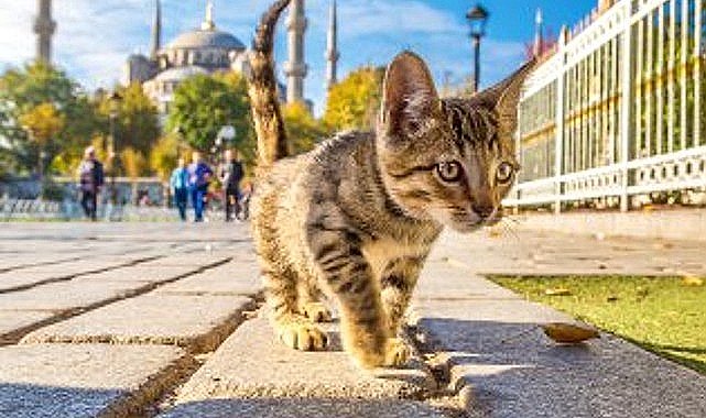 2024 sonbaharı geçen yıla kıyasla soğuk ve kurak geçecek