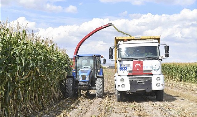 Ankara'da hayvan yetiştiricileri için silajlık mısır hasadı başladı