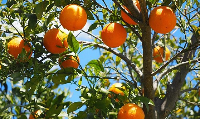 Bakan Yumaklı: Narenciye sektörümüzü desteklemeye devam edeceğiz