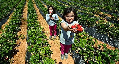 Başkan Altay: “Hüyük Çileği, AB Tescili Alan Konya'mızın İlk Ürünü Oldu, Hayırlı Olsun