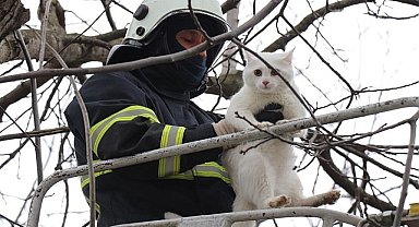 Büyükşehir can dostlarımızı koruyor ve yaşatıyor