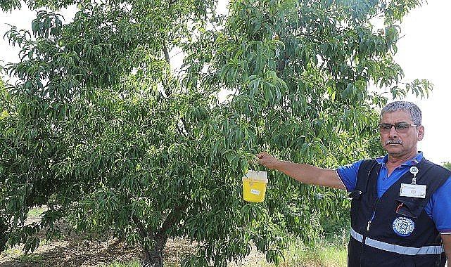 Büyükşehir'den Akdeniz Meyve Sineği'ne Tuzak