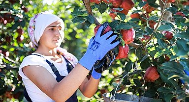 Elma ve elma suyu ihracatı 321 milyon dolara ulaştı
