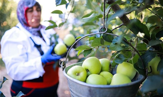 Elma ve elma suyu ihracatı 321 milyon dolara ulaştı