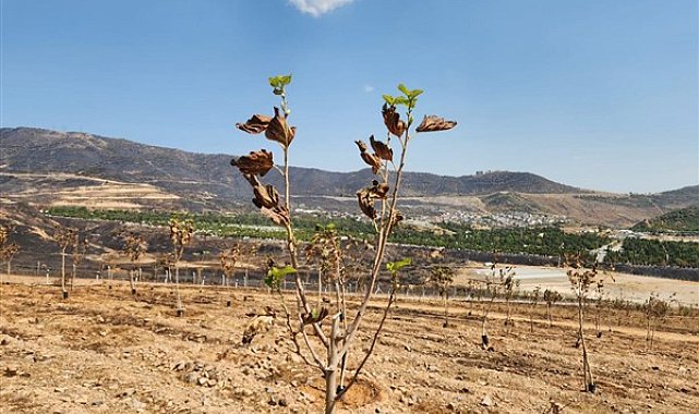 İzmir'de ağaçlarda yapraklar yeniden yeşermeye başladı