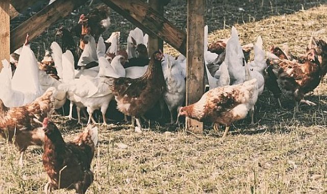 Kayseri Büyükşehir Belediyesi, kırsaldaki kadın üreticilere 10 bin tavuk dağıtacak
