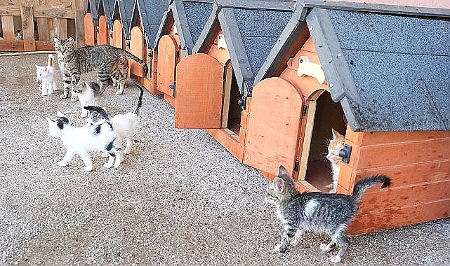 Kemer Belediyesi “Can dostları