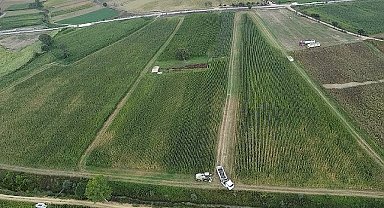Kocaeli'de mısır hasadı mesaisi sürüyor; 37 bin dekar mısır tarlası tarıma kazandırıldı