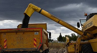 Lüleburgaz Belediyesi'nden ayçiçek hasadı