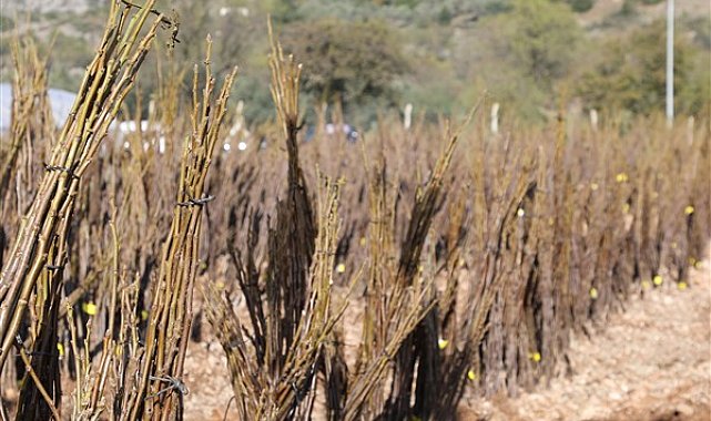 Muğla’da ücretsiz fidan dağıtımı başlıyor