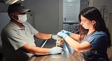 Narlıdere Belediyesi'nde can dostlar için hummalı çalışma.