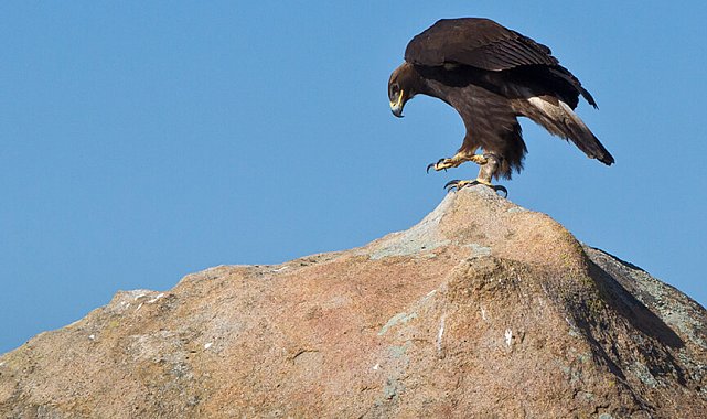 Norveç'te beş günde dört kişi kartal saldırısına uğradı