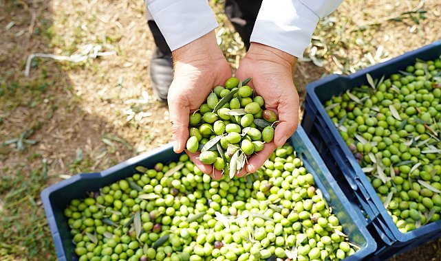 Orhangazi Belediyesi Tarım A.Ş. ilk siyah inci zeytin hasadını gerçekleştirdi